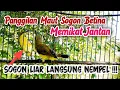 Lagu PANGGILAN SOGON BETINA BIRAHI MEMIKAT SOGON JANTAN