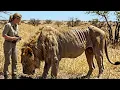 Lagu Saving a Lion Changed Everything. This Researcher Never Expected What Came Next!