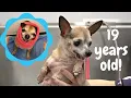 This dog is NINETEEN years old