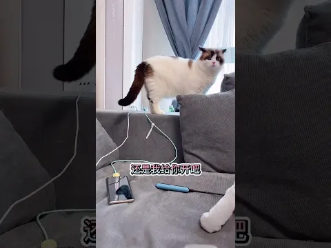 我该怎么和他解释（狡辩）,我不故意的 #cat #萌寵 #cute #funny #猫咪 #shorts