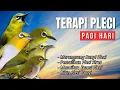 Terapi Pleci Malam Hari Ampuh Atasi Pleci Macet Bunyi