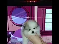 PuppyFinder com Baby Ilsa