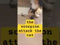 Download Lagu the scorpion attack the cat#cat#cats#funnycat#funnycats