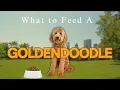 Goldendoodle BEST Dog Food for Your Dog