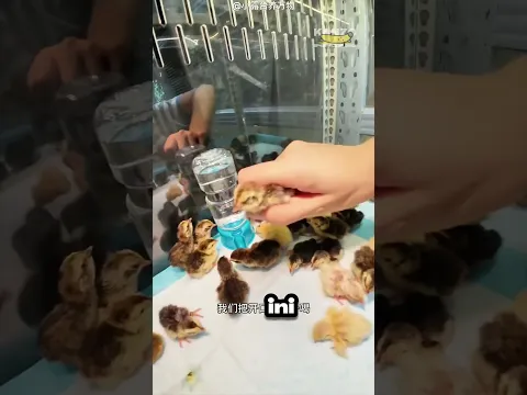 Gadis Ini Terkejut Saat Menemukan Anak Burung di Bawah Kasurnya!