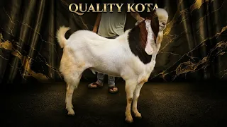 Quality Kota Goat At Sameer Goat’s Bhopal 
