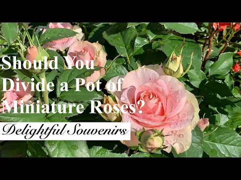 Download MP3 Propagating Miniature Roses Ep. 2 | Updates on Divided Supermarket Roses