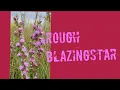 Download Lagu Rough Blazingstar