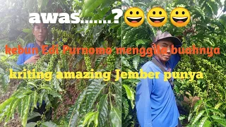 Download kebun Edi Purnomo bikin jantungan buahnya MP3