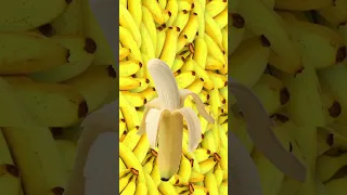 موزه يا موزه  اكسبلور       دندنها