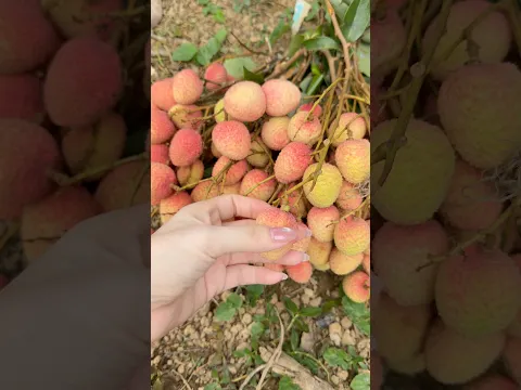 Mẹ chồng em sợ con dâu bị bóc phốt bán vải xấu nên ko cho bán nữa rùi.Thương Bố Mẹ và thương bà con!