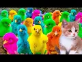World Cute Chickens, Colorful Chickens, Rainbows Chickens, Cute Ducks, Hamsters,rabbit