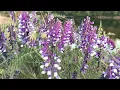 Download Lagu Vicia Villosa | Hairy Vetch | Fodder Vetch | Winter Vetch