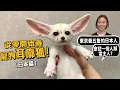 Download Lagu 【從零開始養】寵物耳廓狐!東京飼養最多的人!耳朵為什麼這麼大?親手奶大三寶寶!【許伯簡芝】