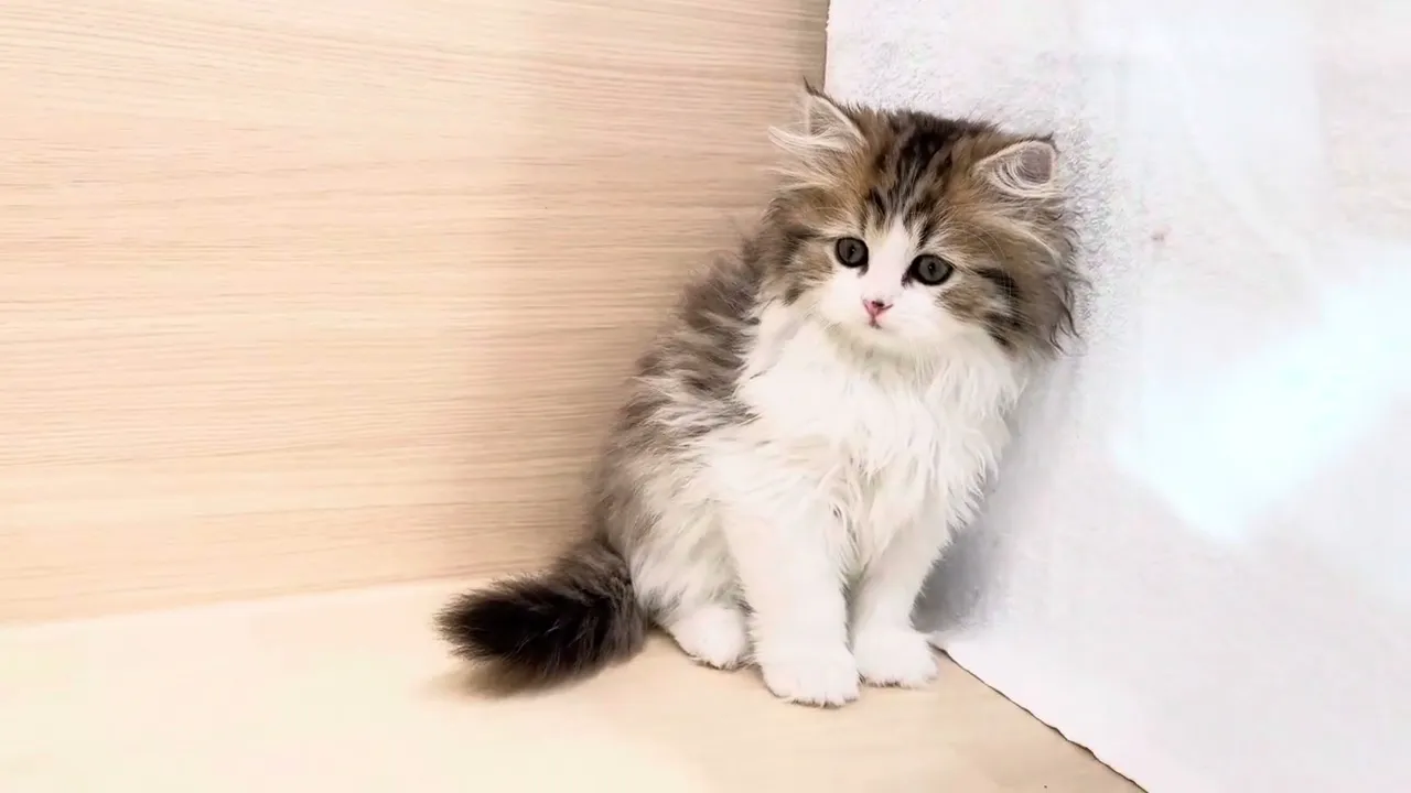 動画