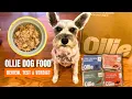 Ollie Dog Food Review Unboxing Test Should You Buy It