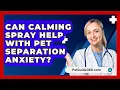 Download Lagu Can Calming Spray Help With Pet Separation Anxiety? - PetGuide360.com