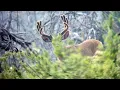 80 Bucks in 3 Days - MonsterMuleys