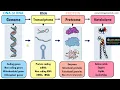 What is the difference between a Genome Transcriptome Proteome and Metabolome