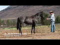 JD - rs Silverado King - Available