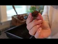 How to Grow Anemones // Soaking, Pre-sprouting, Planting, Harvesting, and Storing Anemone Corms