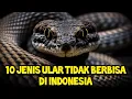 Lagu 10 Jenis Ular Tidak Berbisa Yang Ada Di Indonesia!!
