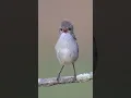 Download Lagu Burung Spiendid Fairy Wren (cikrak Australia) gacor