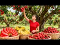 Lagu TIMELAPSE -- Harvest 1000+ Red Lychees, Use 3-Wheeled Truck Transport Many Lychees Go To Market Sell