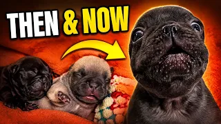 Watch These Tiny Frenchie Puppies Grow | Newborn to Playful
