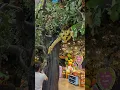 Rainforest Cafe inside Ontario Mills Mall