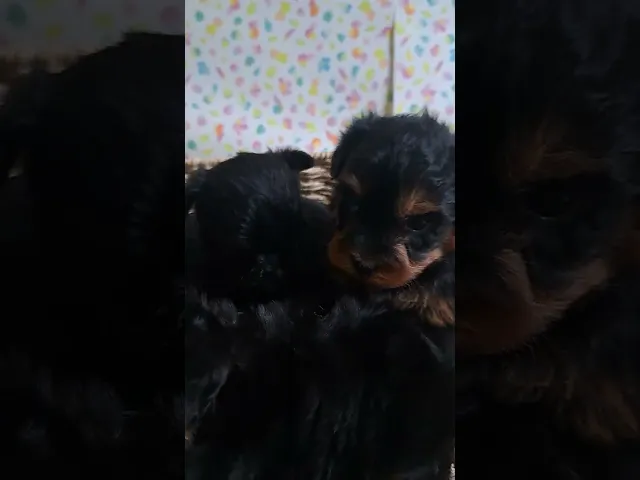 動画
