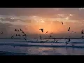 Download Lagu Relaxing Sounds | Ocean Waves and Seagulls - 2 Hours