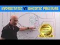 Hydrostatic vs Oncotic Pressure Vascular Physiology