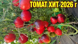 Томат Хит этого сезона, крупноплодный, мясистый, сладкий и мега урожайный