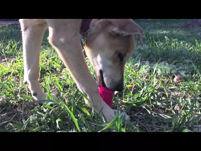 SodaPup Chew & Treat Dispensing Can Toy for Teething Pups