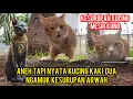 Download Lagu Two-legged Cat Goes Berserk, Possessed by Spirits