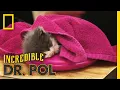 Helping a Sick Kitten The Incredible Dr Pol