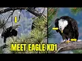 MEET EAGLE KD1 SHADOW REACTS TO BIG BEAR S LATEST VISITOR FOBBVCAM 08 07 2026