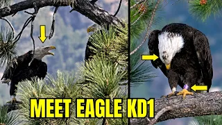 MEET EAGLE KD1 SHADOW REACTS TO BIG BEAR S LATEST VISITOR FOBBVCAM 08 07 2026
