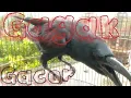 Download Lagu Burung Gagak Gacor