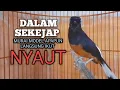 Download Lagu MURAI BATU GACOR Ampuh buat PANCINGAN MURAI biar lawan EMOSI jadi NYAUT BUNYI BONGKAR MATERI ISIAN 