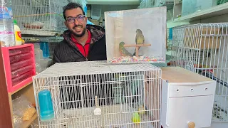 الجديد عند حمدي أجيو نتولعو ونتعرفو على أتمنة مختلف أنواع الطيور عشاق الكروبيون الفيشر وروز المولينا 