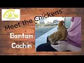 Meet The Chickens Ep 1 Bantam Cochins