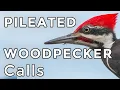 Download Lagu Pileated Woodpecker Calls: Learn 4 common sounds (including their drumming)