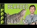 Bearded Dragon The Best Pet Reptile