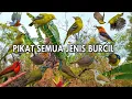 Download Lagu SUARA PIKAT BURUNG KECIL PALING AMPUH || SUARA PIKAT SOGON || SUARA PIKAT BURCIL RIBUT
