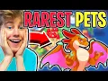 NEW RAREST PETS IN PRODIGY MATH RARE PETS