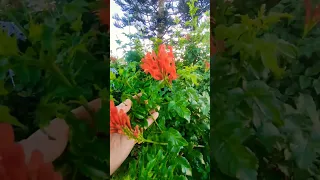 عتابا علي قلبي عتابا 