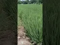 60 Days After Drone Seeding