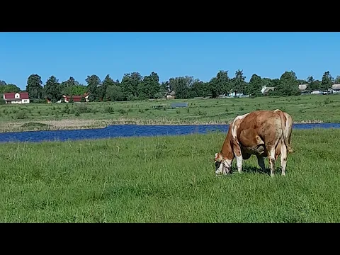 Download MP3 Жду отёл. Была в городе.Внук помогает.  Наконец то дождь пришол.